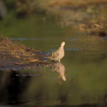 Ring-necked Dove, Moremi National Park - Botswana (02)