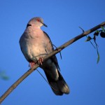 Red-eyed Dove, Lake Baringo - Kenya (27)