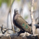 Emerald-spotted Wood Dove, Moremi NP - Botswana (0126)