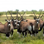 Gemsbok, Central Kalahari GR - Botswana (1104)