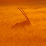 Gemsbok, Central Kalahari GR - Botswana (1202)