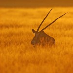 Gemsbok, Central Kalahari GR - Botswana (1207)