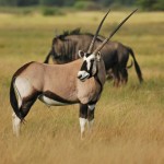 Gemsbok, Nxai Pan NP - Botswana (2495)