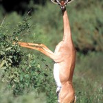 Gerenuk, Samburu NP - Kenya (02)