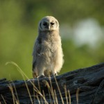 Giant Eagle Owl, Moremi NP - Botswana (3602)