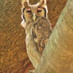 Giant Eagle Owl, South Luangwa National Park - Botswana (6282)