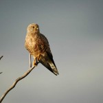 Greater Kestrel, Central Kalahari GR - Botswana (2916)