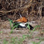 Hoopoe, Moremi NP - Botswana (41204)