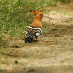 Hoopoe, Lake Nakuru NP - Kenya (6867)