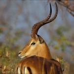 Impala, Ruaha NP - Tanzania (01)