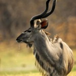 Kudu, Moremi NP - Botswana NP (50)