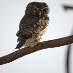 Pearl-spotted Owlet, Chobe NP - Botswana (11)