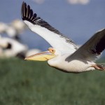 White Pelican, Lake Nakuru - Kenya (002)