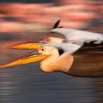White Pelican, Lake Nakuru - Kenya (0443)