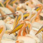 White Pelican, Lake Nakuru - Kenya (63991)