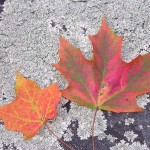 Fall Contrast, Upstate NY - USA (750)