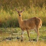 Reedbuck, Moremi NP - Botswana (75)