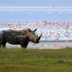 Rhino, Lake Nakuru NP - Kenya (596)