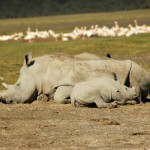 Rhino, Lake Nakuru NP - Kenya (7016)