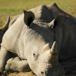 Rhino, Lake Nakuru NP - Kenya (7026)