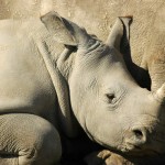 Rhino, Lake Nakuru NP - Kenya (7034)