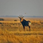 Roan Antelope, Chobe NP (Waterfront) - Botswana (13)