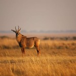 Roan Antelope, Chobe NP (Waterfront) - Botswana (05)