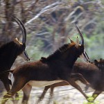 Sable, Chobe NP (Waterfront Area) - Botswana (34)