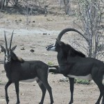 Sable, Chobe NP (Waterfront Area) - Botswana (53)