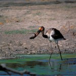 Saddle-billed Stork, Moremi NP - Botswana (001)