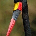 Saddle-billed Stork, Masai Mara - Kenya (177)