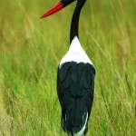 Saddle-billed Stork, Moremi NP - Botswana (2364)