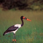 Saddle-billed Stork, Moremi NP - Botswana (003)