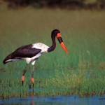 Saddle-billed Stork, Moremi NP - Botswana (002)