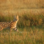 Serval, Moremi NP (Khwai Area) - Botswana (4553)