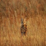 Serval, Moremi NP (Khwai Area) - Botswana (63)