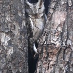 Collared Scops Owl, Ranthambore NP - India (9477)