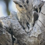 Collared Scops Owl, Ranthambore NP - India (9499)