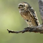 Spotted Owlet, Ranthambore NP - India (9640)