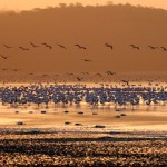 Flamingo Sunset, Lake Nakuru - Kenya (631)