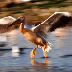 White Pelican, Lake Nakuru - Kenya (0372)