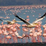 White Pelican, Lake Nakuru - Kenya (6742)