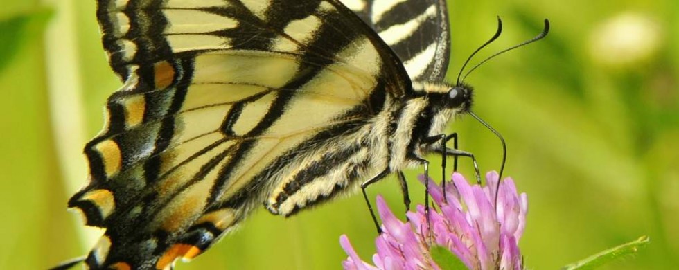 Canadian Tiger Swallowtail, Vermont - USA (3648)