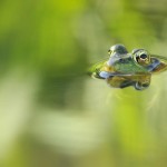 Green Frog, Vermont - USA (2647)