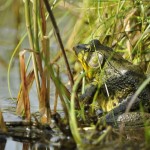 Green Frog, Vermont - USA (3440)