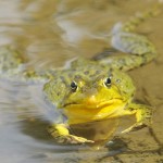 Green Frog, Vermont - USA (3867)