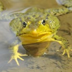 Green Frog, Vermont - USA (3873)