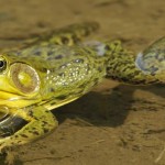 Green Frog, Vermont - USA (3905)