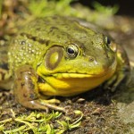 Green Frog, Vermont - USA (4026)