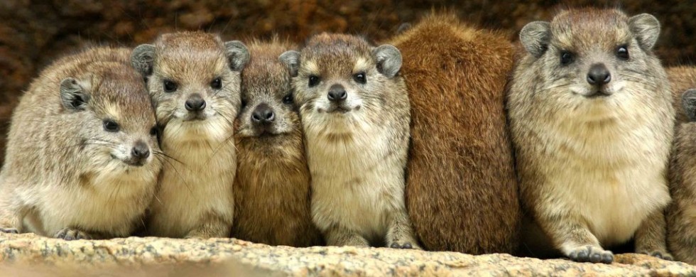 Hyrax Huddle, Serengeti NP-Tanzania (6891)